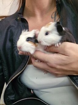 Malinke morské prasiatka