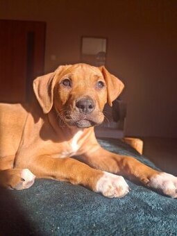 Predám šteniatko fenku - 1