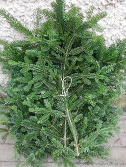 Čečina pravá jedľa