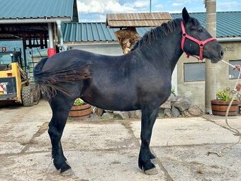 Predám kobylu - Percheron