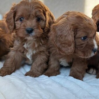 Cavapoo