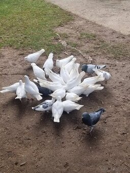 BIELE POŠTOVÉ HOLUBY