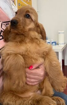 Anglicky kokeršpaniel