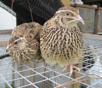 Kohúty japonskej prepelice