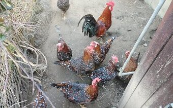 Vlaška porcelanova NV