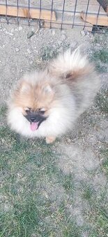 Pomeranian FCI