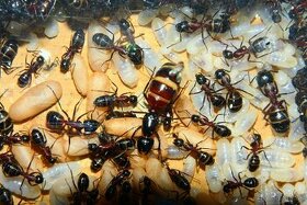 Kolónia mravcov rodu Camponotus