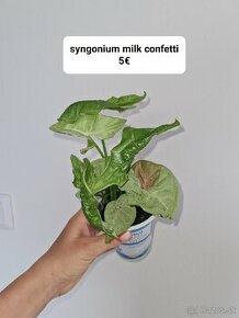 Syngonium milk confetti  a arrow