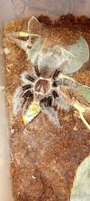 Tliltocatl albopilosus nicaragua, pavúk, tarantula