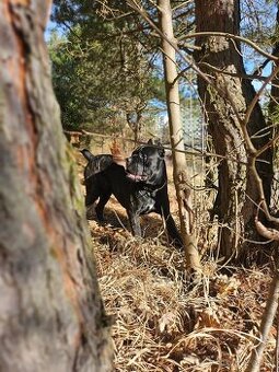Cane Corso na krytie