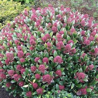 Skimmia japonica
