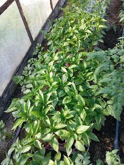 Priesady rajčin papriky a chilli