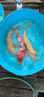 Japonske koi kapre
