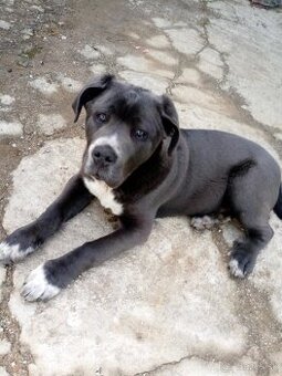Darujem do dobrych ruk cane corso