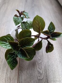 Plectranthus purpuratus