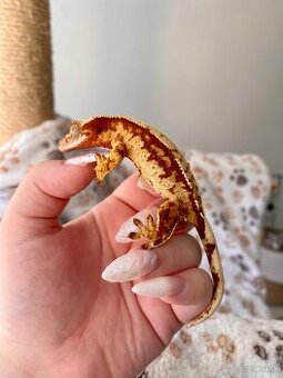 Pagekon riasnaty