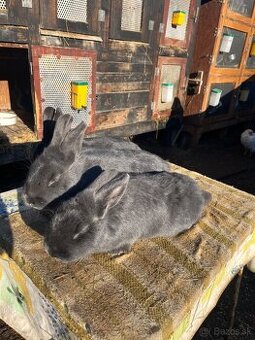 Viedenský modrý králik