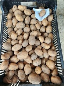 Sadbové zemiaky Sunita