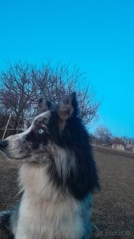 Border kolia blue merle