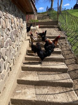 Ayam Cemani