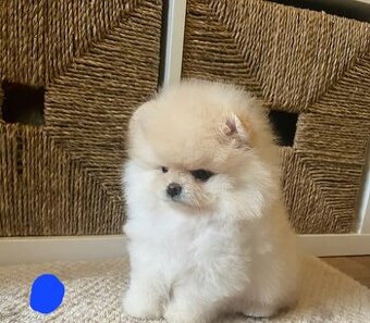 Pomeranian mini