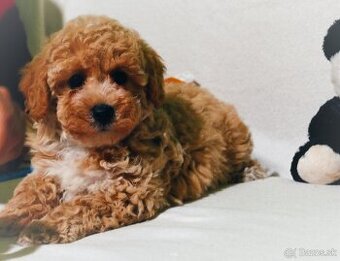 Maltipoo s doručením