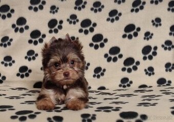 Choco,Čoko Yorkshire terrier