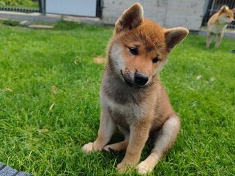 Shiba inu psýk s PP - 1