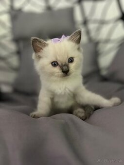 Ragdol, Ragdoll
