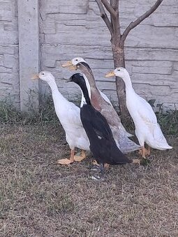Indicky bezec - 1