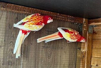 Papagaje rozely penanty pyrura