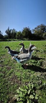 Predám husi na chov