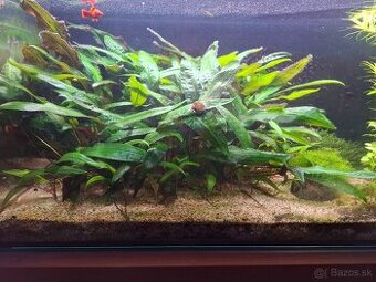 Akvarijné rastliny