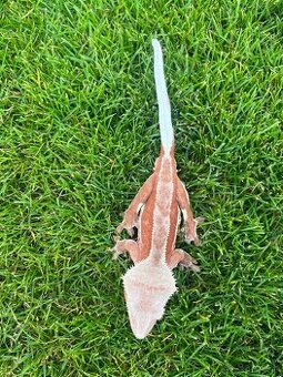 Crested gecko red phantom lilly white(vzacny)