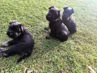 Šteniatka-bradáč malý