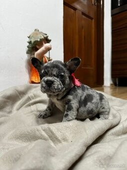 Francúzsky buldoček merle