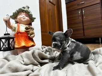 Francúzsky buldoček merle