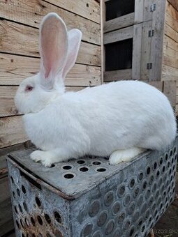 Predaj Belgických obrov - 1