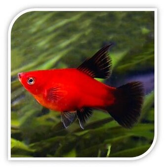 KUPIM - plata,neonka,živorodka,gubka