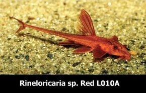 P: Rineloricaria sp. red L010A - piatok RK-MT-ZA-KM