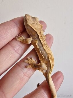 Rhacodactylus cilliatus