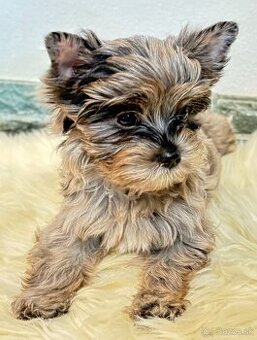 Yorkshire Terrier s PP