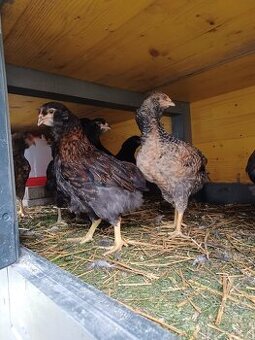 Araucana