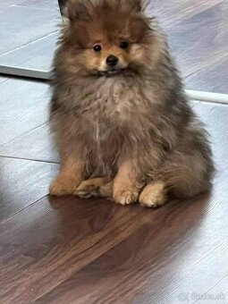 Pomeranian