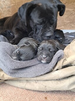 Cane Corso