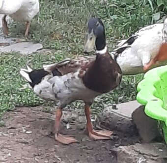 Káčer (indický bežec) - predaj alebo výmena