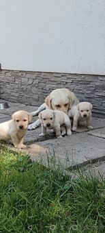 Šteniatka Labradora