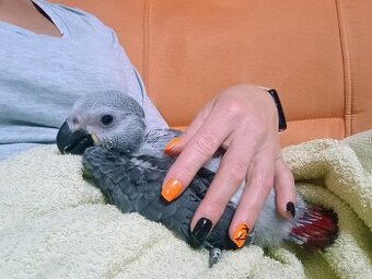Žako kongo - 1