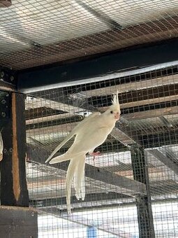 Albino korela