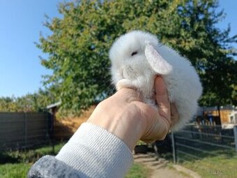 Minilop samička na rezervaciu